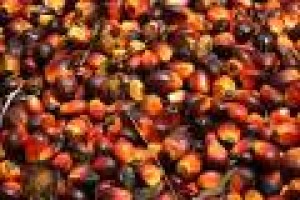 sofea Avisos dse propiedades en Mexico en Ciudad de Mexico |  El aceite de palma, girasol y aceite de Jatropha para la venta, Edible Oil